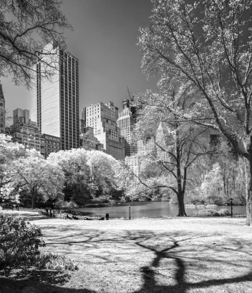 Fototapeta Central Park, Nowy Jork. USA.