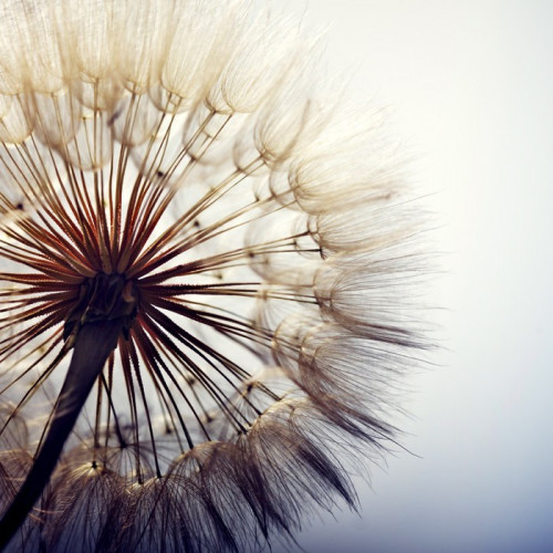 Fototapeta big dandelion on a blue background