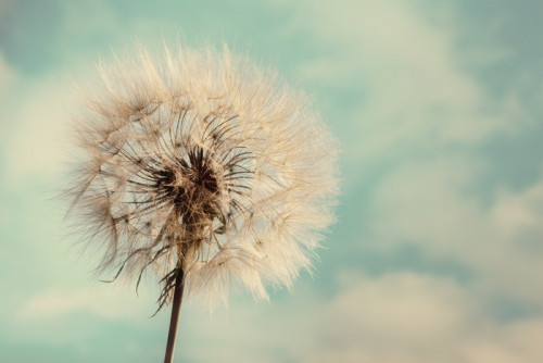 Fototapeta Dandelion samodzielnie na niebieski chmura