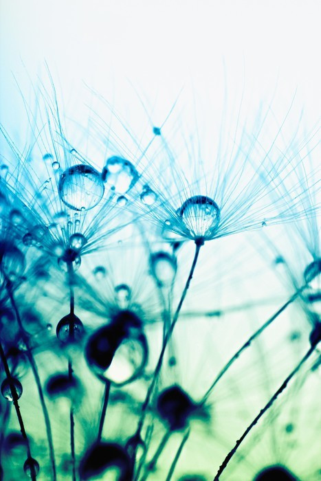 Fototapeta Abstrakcyjna makro fotografii nasion roślin z kropli wody.