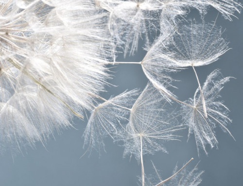 Fototapeta Zegary Dandelion: życzenia i marzenia :)