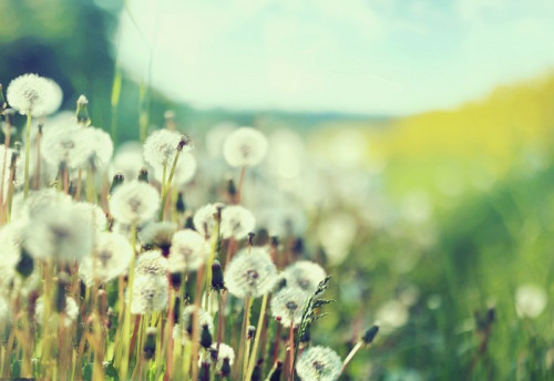 Fototapeta Photo przedstawianie dziedzinie dandelions