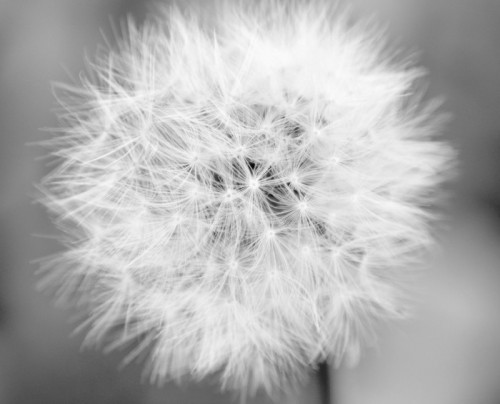 Fototapeta Mono Dandelion