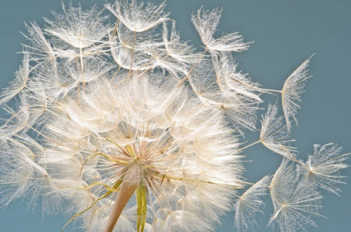 Fototapeta Pusteblume: życzę ......