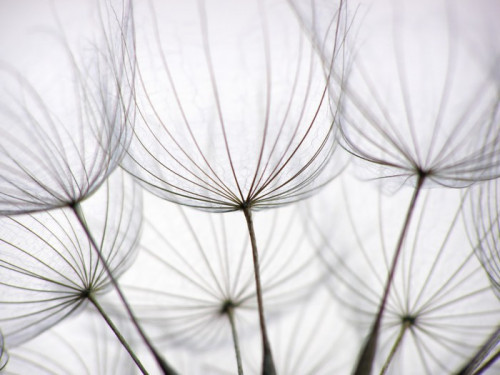 Fototapeta Dandelion nasion