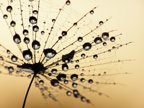 Fototapeta Dandelion nasion