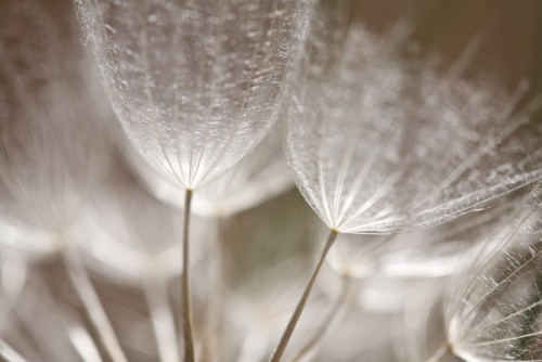 Fototapeta Closeup Dandelion Seed