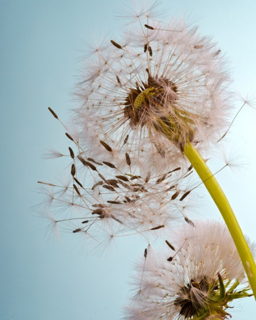 Fototapeta Dandelion na wiosnę .... Flugschirmchen przed wyjazdem