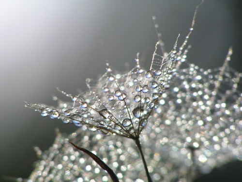 Fototapeta Waterdrops na mniszka lekarskiego