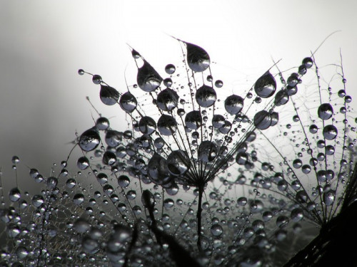 Fototapeta Dandelion nasion