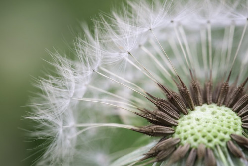 Fototapeta Closeup Dandelion