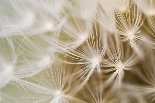 Fototapeta Dandelion close-up