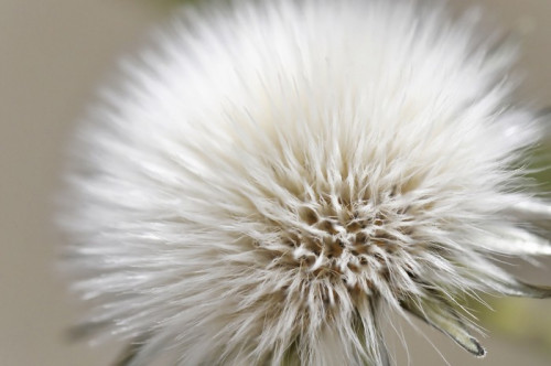 Fototapeta Dandelion nasion