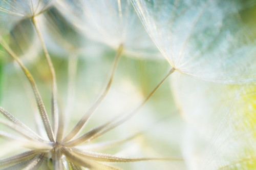 Fototapeta Abstrakcyjna kwiat dandelion szczegółów tła, zbliżenie z miękkim f