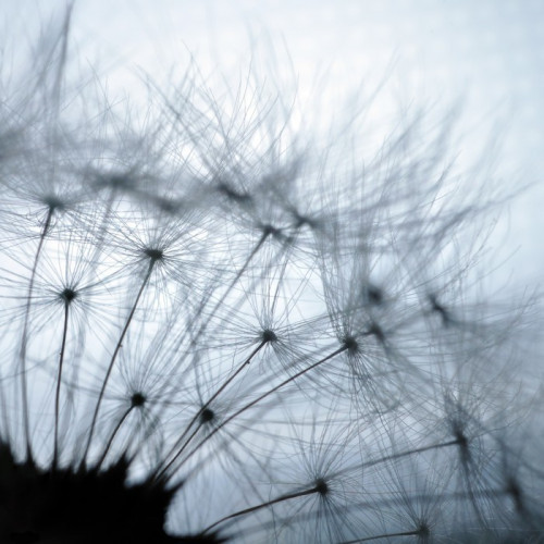 Fototapeta Dandelion makro zbliżenie abstrakcja