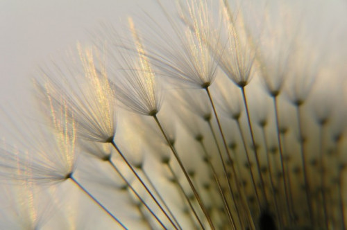 Fototapeta Dandelion nasion w półmroku