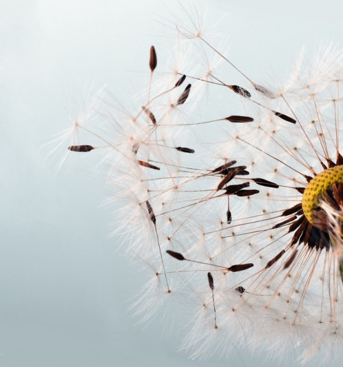 Fototapeta Pusteblume: życzę ......