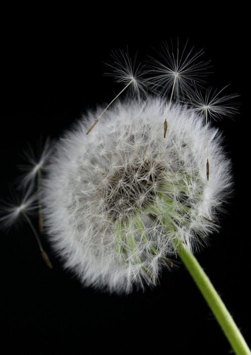 Fototapeta Dandelion kwiat na czarnym tle