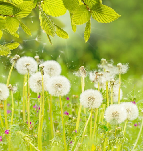 Fototapeta Charakter tła Dandelion