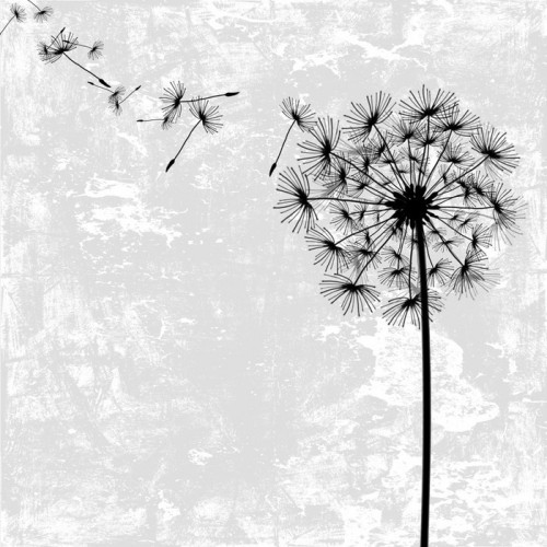 Fototapeta Dandelion z nasion w wietrze