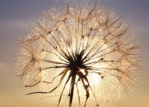 Fototapeta Dandelion close-up