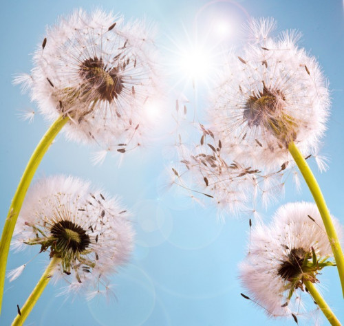 Fototapeta Marzenia: Dandelions w słońcu