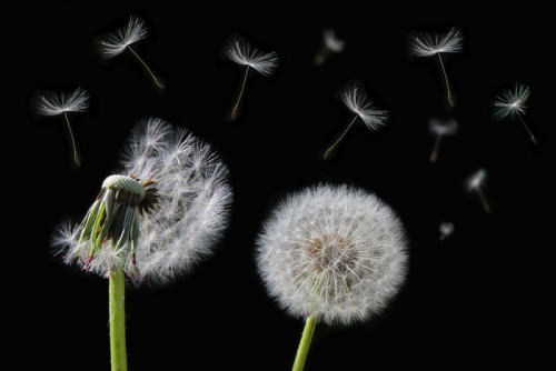 Fototapeta Dandelion kwiat i nasiona latające na czarnym tle