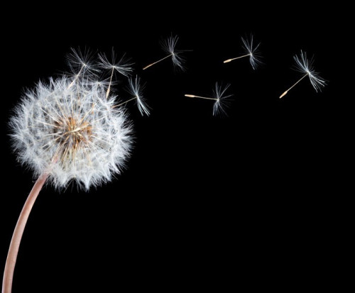 Fototapeta Blowball dandelion kwiat