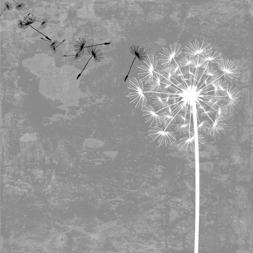 Fototapeta Dandelion z nasion w wietrze