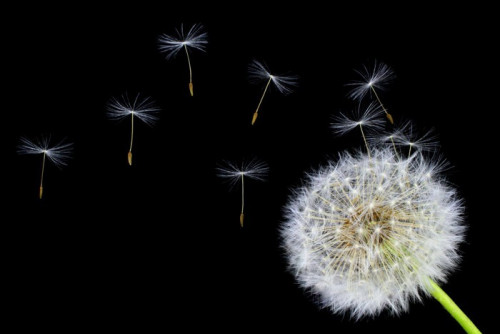 Fototapeta Dandelion kwiat i nasiona latające na czarnym tle