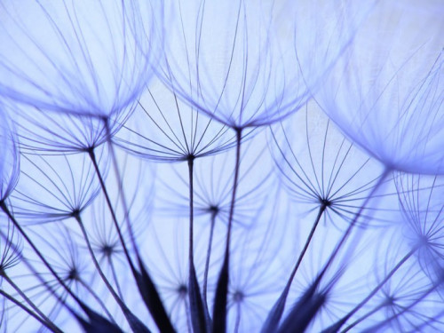 Fototapeta Dandelion nasion