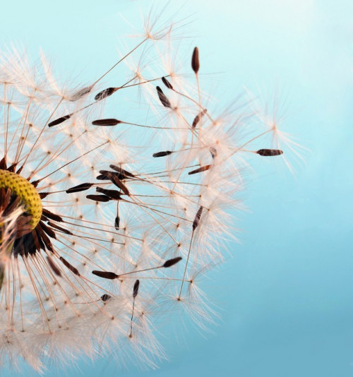 Fototapeta Abflug: Flugschirme der Pusteblume beim Początek