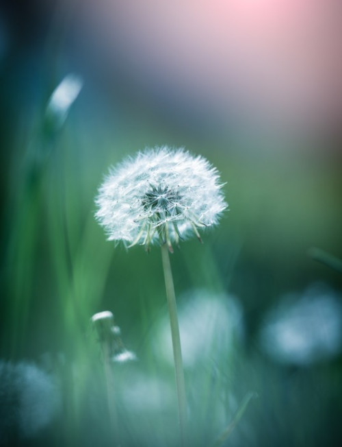 Fototapeta Dandelion close-up