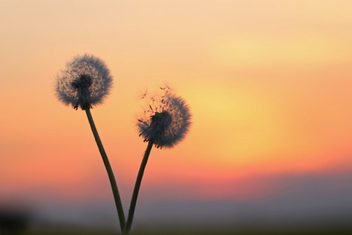 Fototapeta Pusteblume o zmierzchu