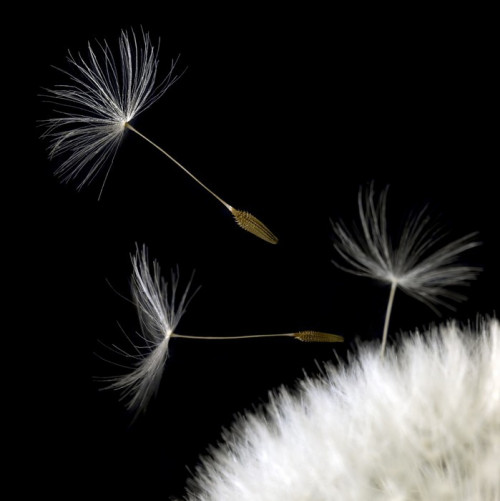 Fototapeta Dandelion nasion zbliżenie czarnym tyłu