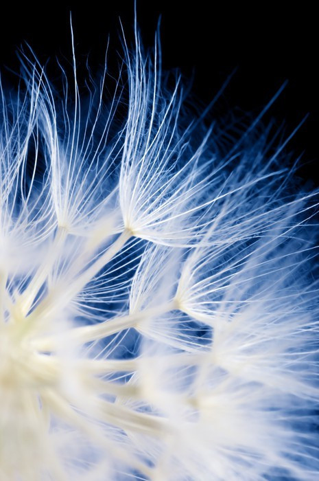 Fototapeta Dandelion close-up