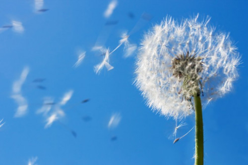 Fototapeta Dandelion Seeds Latające