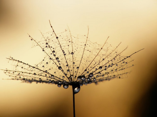 Fototapeta Dandelion nasion