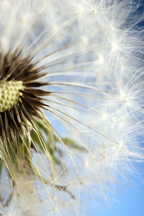 Fototapeta Piękne dandelion z nasion na niebieskim tle