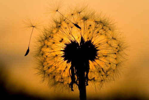 Fototapeta Dandelion w spokojnej wieczorem