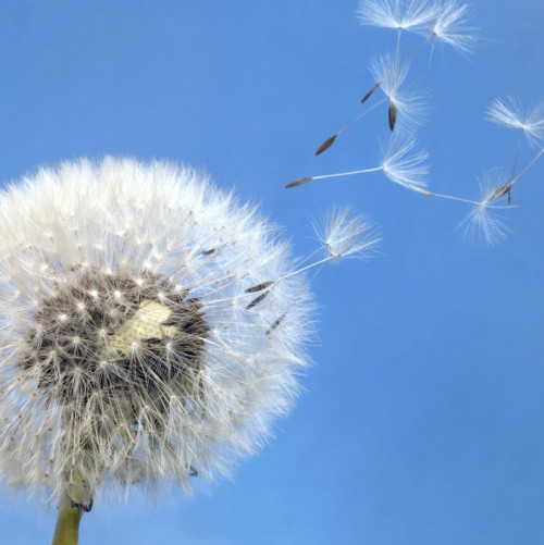 Fototapeta Blowball dandelion i nasiona latające