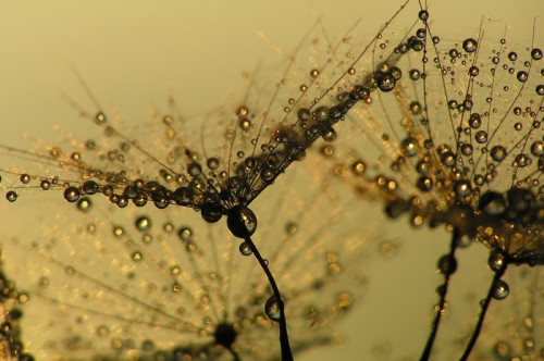 Fototapeta Nasion dandelion na zachód słońca z kropli wody