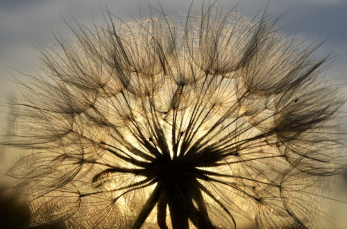 Fototapeta Dandelion na zachodzie słońca