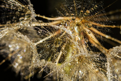 Fototapeta Makro Nasiona mniszka z Waterdrops