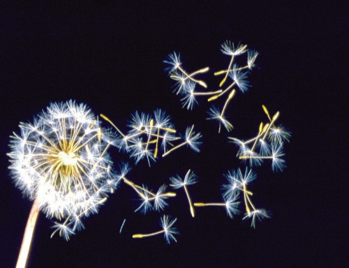 Fototapeta Ulewy Dandelion