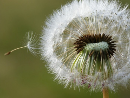 Fototapeta Dandelion nasion