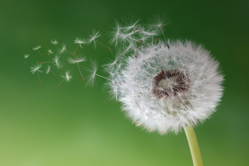 Fototapeta Zegary Dandelion w porannej mgle