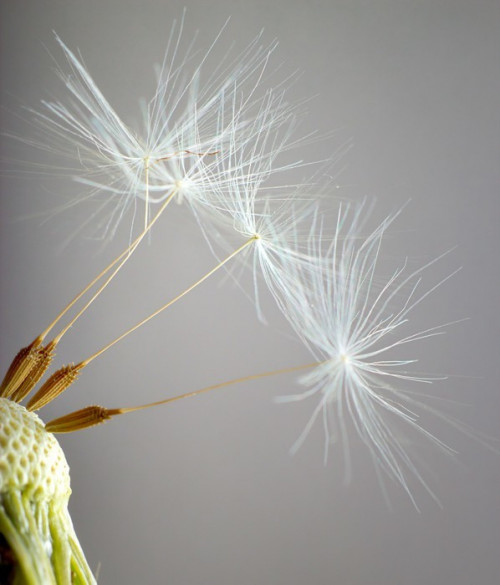 Fototapeta Łysy Dandelion. Macro.