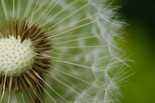 Fototapeta Dandelion nasion