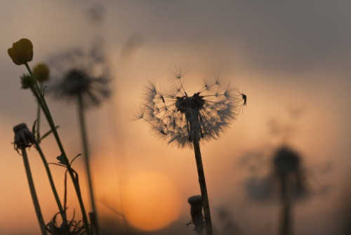 Fototapeta Dandelion z komara